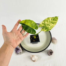 Load image into Gallery viewer, Alocasia Gageana Aurea, Exact Plant Variegated