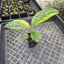 Load image into Gallery viewer, Monstera Peru "Karstenianum", Exact Plant Variegated Ships Nationwide