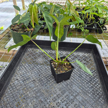 Load image into Gallery viewer, Philodendron Longilobatum Lelano Miyano, Exact Plant Ships Nationwide