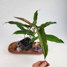 Load image into Gallery viewer, Philodendron Mexicanum 4" pot, Fedex 2 day*