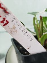 Load image into Gallery viewer, White Princess, Exact Plant, double plant, variegated Philodendron