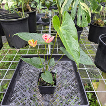 Load image into Gallery viewer, Anthurium Shibori, Exact Plant Variegated