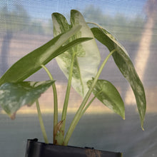 Load image into Gallery viewer, Alocasia Longiloba Aurea variegated exact plant, Fedex 2day*