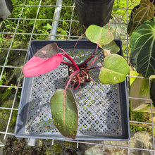 Load image into Gallery viewer, Philodendron Pink Princess, Exact Plant Variegated Ships Nationwide