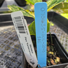 Load image into Gallery viewer, Monstera Peru "Karstenianum", Exact Plant Variegated Ships Nationwide