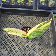 Load image into Gallery viewer, Rhaphidophora Lobbii, Exact Plant Variegated Ships Nationwide