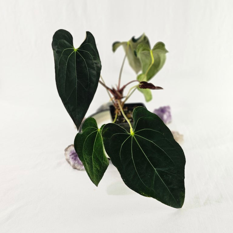 Anthurium Ace of spades ✖️papillilaminum Seeds: Anthurium Ace of Spades X Papillilaminum