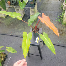 Load image into Gallery viewer, Philodendron Orange Marmalade, Exact Plant Ships Nationwide