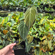 Load image into Gallery viewer, Philodendron Melanochrysum 4" pot, Fedex 2day*