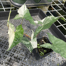 Load image into Gallery viewer, Syngonium Podophyllum Albo Variegata exact plant, Fedex 2day*
