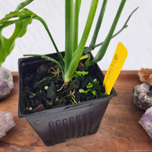 Load image into Gallery viewer, Monstera Obliqua Peru 4" pot, Fedex 2 day*