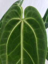 Load image into Gallery viewer, Warocqueanum, Exact Plant, Anthurium