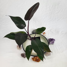 Load image into Gallery viewer, Philodendron Majesty, Exact Plant