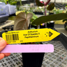 Load image into Gallery viewer, Anthurium Ace Of Spades X Papillilaminum, Exact Plant Ships Nationwide