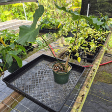 Load image into Gallery viewer, Anthurium Balaoanum "Dussii", Exact Plant Ships Nationwide