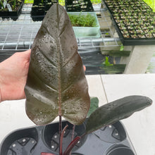 Load image into Gallery viewer, Philodendron Dark Lord exact plant, Fedex 2day*