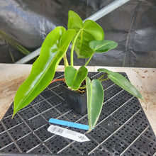 Load image into Gallery viewer, Philodendron Cordatum Kunth, Exact Plant Ships Nationwide