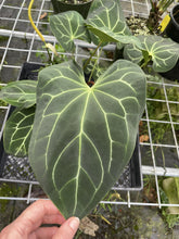 Load image into Gallery viewer, Anthurium Besseae Aff exact plant, Fedex 2day*