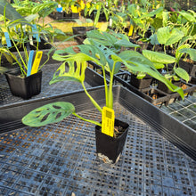 Load image into Gallery viewer, Monstera Adansonii Aurea, Exact Plant Variegated Ships Nationwide