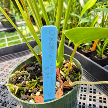 Load image into Gallery viewer, Anthurium Shibori Variegated exact plant, Fedex 2day*