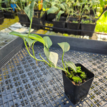 Load image into Gallery viewer, Scindapsus Blue Albo, Exact Plant Variegated Ships Nationwide