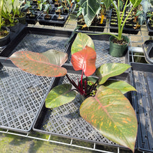 Load image into Gallery viewer, Philodendron Orange Princess Variegated exact plant, Fedex 2day