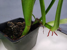 Load image into Gallery viewer, Philodendron Crassinervium 4" pot, Fedex 2 day*