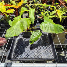 Load image into Gallery viewer, Philodendron Corsinianum, Exact Plant Ships Nationwide