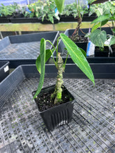 Load image into Gallery viewer, Anthurium Cirinoi, Exact Plant Ships Nationwide