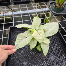 Load image into Gallery viewer, Syngonium Pink Spot Variegated exact plant, Fedex 2day