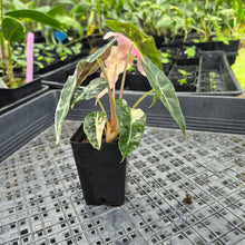 Load image into Gallery viewer, Alocasia polly pink variegated, Exact Plant Ships Nationwide.