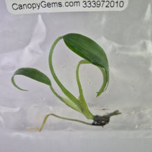 Load image into Gallery viewer, Monstera Burle Marx Flame tissue culture 2DayAir