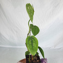 Load image into Gallery viewer, Anthurium Sp. Limon 4" pot, Fedex 2 day*