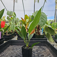 Load image into Gallery viewer, Anthurium Scherzerianum "Pig Tail", Exact Plant Ships Nationwide