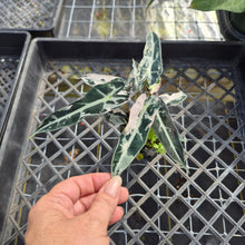 Load image into Gallery viewer, Alocasia 'Bambino Arrow' pink, Exact Plant Ships Nationwide