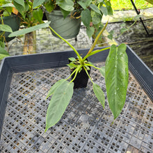 Load image into Gallery viewer, Philodendron Spiritus Sancti 2.5" pot, Fedex 2day*