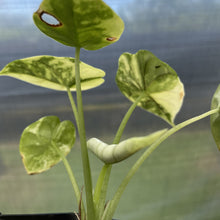 Load image into Gallery viewer, Alocasia Dragon Scale Albo Variegated exact plant, Fedex 2day*