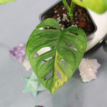 Load image into Gallery viewer, Monstera Adansonii Aurea Variegated 4" pot, Fedex 2day*