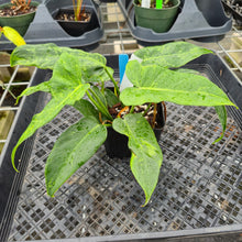 Load image into Gallery viewer, Philodendron Minarum 'Lime Fiddle' 4" pot, Fedex 2day*