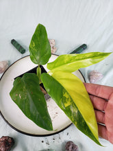 Load image into Gallery viewer, Variegated Domesticum, Exact Plant, Philodendron