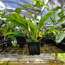 Load image into Gallery viewer, Philodendron Wend Imbe, Exact Plant Variegated Ships Nationwide