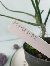 Load image into Gallery viewer, 69686, exact plant, Philodendron, ships nationwide