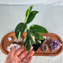 Load image into Gallery viewer, Monstera Standleyana Albo Variegated 4" pot, Fedex 2 day*