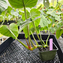 Load image into Gallery viewer, Philodendron Mamei, Exact Plant Ships Nationwide