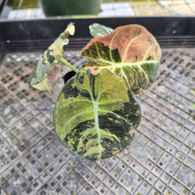 Load image into Gallery viewer, Alocasia Black Velvet Pink Variegata, Exact Plant Ships Nationwide
