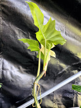 Load image into Gallery viewer, Philodendron Golden Dragon, Exact Plant Variegated Ships Nationwide