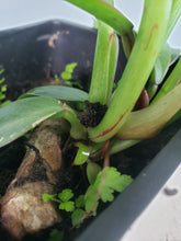 Load image into Gallery viewer, Gageana Aurea, Exact Plant, variegated Alocasia