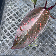 Load image into Gallery viewer, Philodendron Orange Princess Variegated 2.5" pot, Fedex 2day*