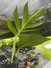 Load image into Gallery viewer, Rhaphidophora Decursiva 4" pot, ships nationwide