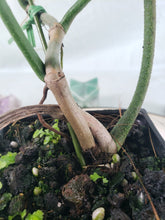 Load image into Gallery viewer, Philodendron Florida Ghost, Exact Plant